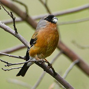 Orange Bullfinch